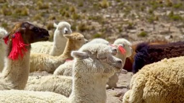 Dağlarda yalan alpaka