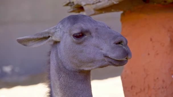 Graues Lama kaut aus nächster Nähe — Stockvideo