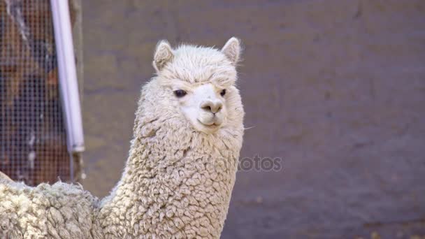 Alpaca blanca de cerca — Vídeo de stock