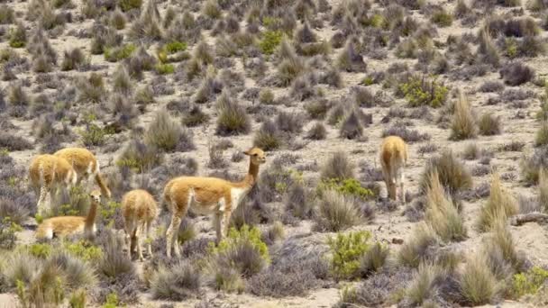 Vicuna (Vicugna vicugna) in mountains — Stock Video