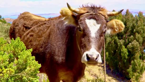 Vaca de cerca en la isla peruana — Vídeos de Stock