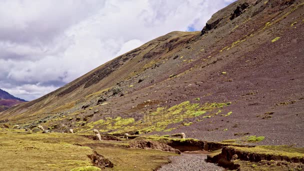 Alpacas blancas en altiplano andino Amplio — Vídeos de Stock