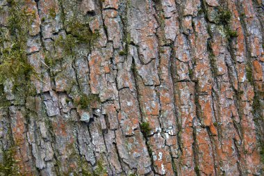 Ağaç kabuğu dokusu kapat