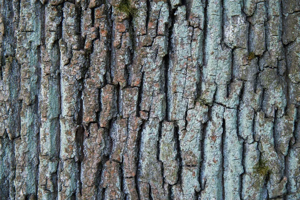 Texture écorce d'arbre gros plan — Photo