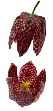Satranç çiçek - Fritillaria destek - yakın çekim