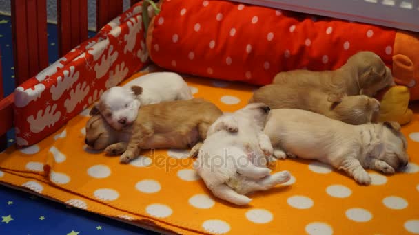 Durmiendo havanese puppys timelaps — Vídeo de stock