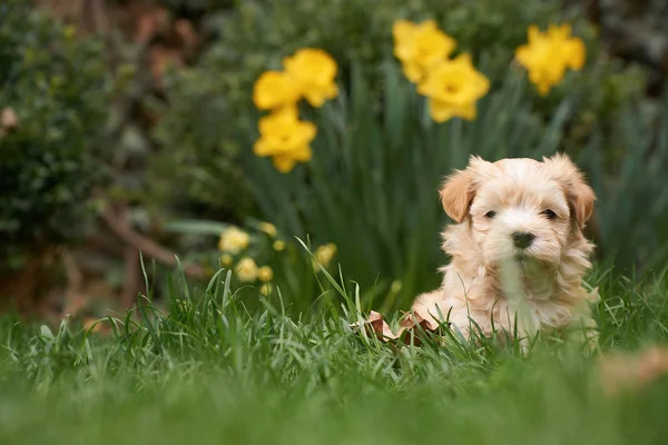 Havanese puppy sitting in grass looking into the camera — Stock Photo, Image