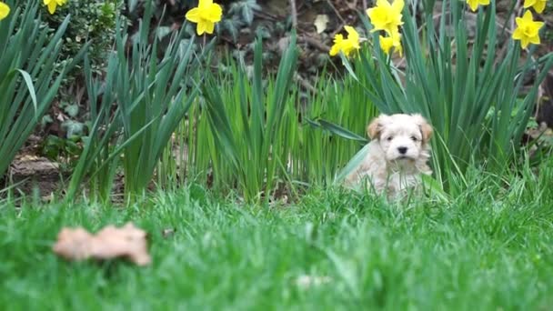 Havanese κουτάβι κάθεται στο γρασίδι και ξαφνικά παίρνει φοβισμένη από μια γάτα. Καλή μετάβαση στο τέλος του βίντεο. — Αρχείο Βίντεο