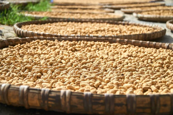 Fresh Peanuts dryed in the sun in traditional vietnamese baskets, Phong Nha Ke Bang National Park, Vietnam.