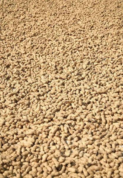 Muitos amendoins em fundo de textura shell. Amendoins crus a secar ao sol, Vietname, Phong Nha. Vista lateral . — Fotografia de Stock
