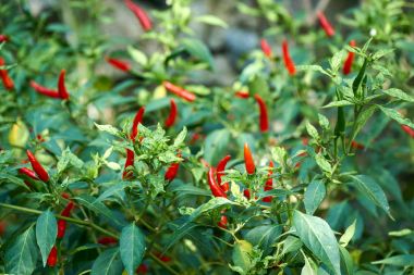 Taze kırmızı biber veya jalapeno biber tesisi, Phong Nha, Vietnam. Dikey