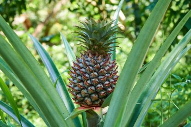 Ananas Mekong Delta, Vietnam tropikal meyve bitki üzerinde büyüyen. Güzel bulanık bokeh.