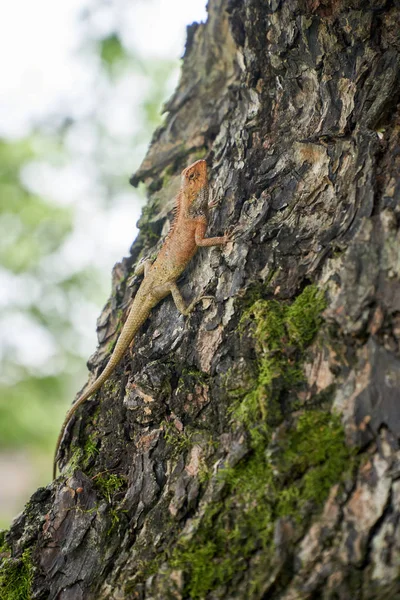 Gecko o lagarto está trepando en la corteza de un árbol en Vietnam. Con copyspace. vertical . Imágenes De Stock Sin Royalties Gratis