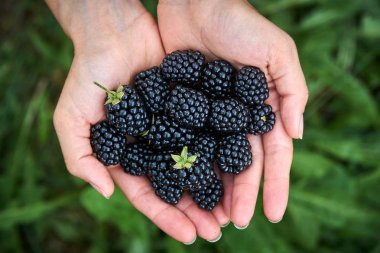 Taze böğürtlen bir kız eline aldı. İle boşaltmak.