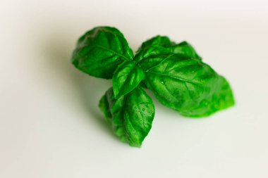 fesleğen izole yaprağı