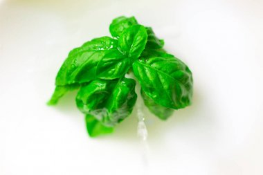 fesleğen izole yaprağı