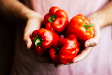 Taze organik kırmızı biber mans eller