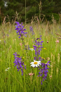 çayır üzerinde kır çiçekleri.