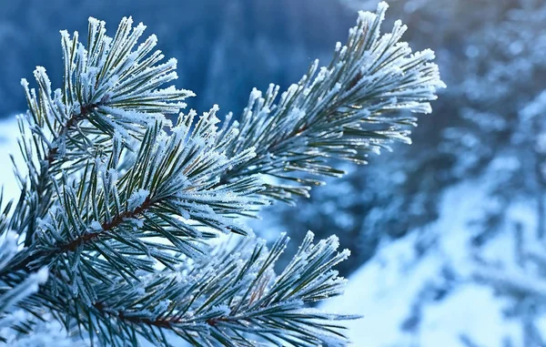 Frozbit çam dal.
