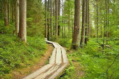 Typical walk in the forest open-air museum in Vydrovo. clipart