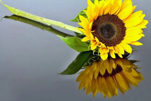 Sonnenblumenblume mit Spiegelung. — Stockfoto