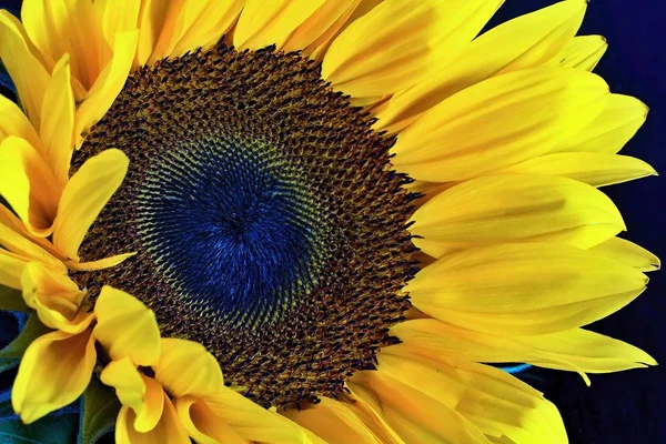 Nahaufnahme einer Sonnenblumenblume. — Stockfoto