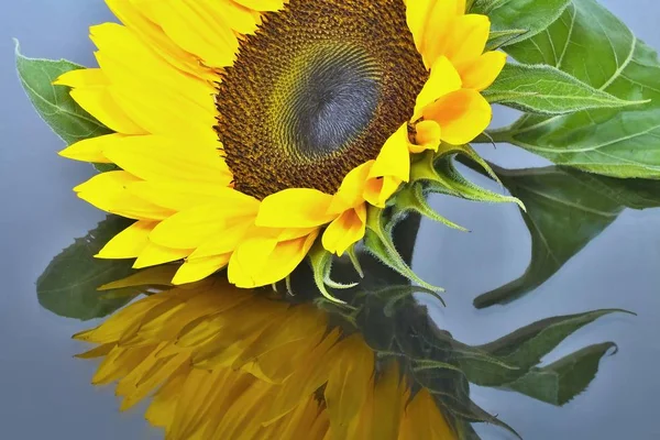 Sunflower flower with mirroring.