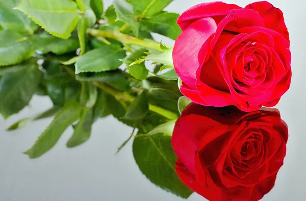 Aynada yansıması ile kırmızı gül. Sevgililer günü Tema, anneler günü teması, Dünya Kadınlar Günü, doğum günü kutlama c