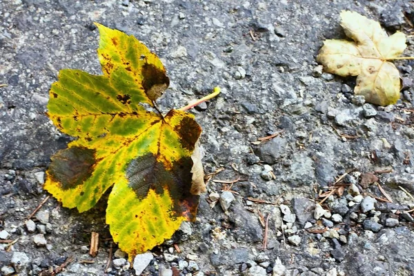 Sonbahar arka plan asfalt yolda akçaağaç yaprağı ile. — Stok fotoğraf