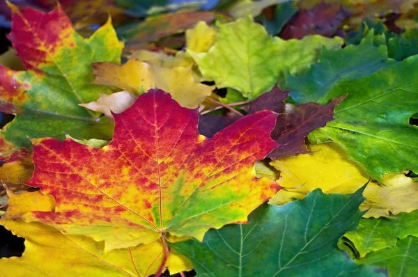 カエデの葉の美しいカラフルな背景. — ストック写真