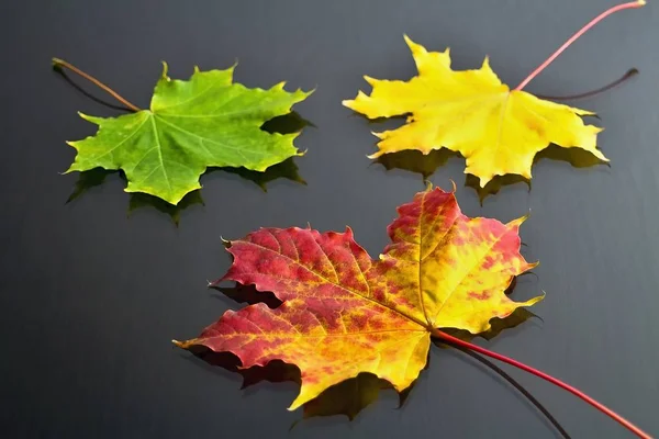 Autumn theme: maple leaves of red-yellow color in the background with yellow and green leaves.