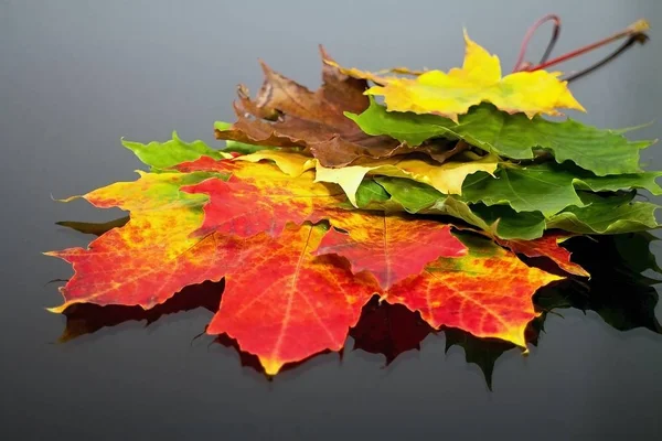 Abstracte achtergrond van verschillend gekleurde esdoorn bladeren. Magische herfst kleuren. — Stockfoto