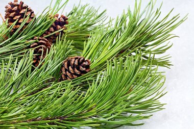 Noel tema. Basit Noel arka plan çam kozalağı dalı ile.