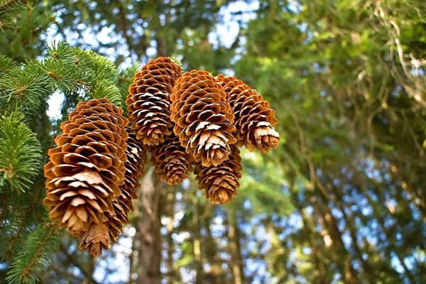 Ramas de pino picea en el bosque . —  Fotos de Stock