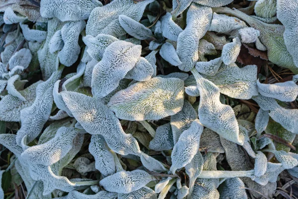leaves covered with frost in the first autumn frosts, abstract natural background. green leaves of plants covered with frost, top view. Late autumn, the concept of frost