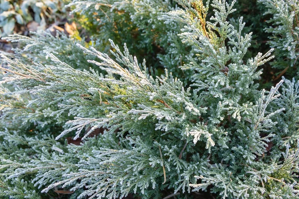 Green branches juniper Virginia Hetz covered with frost after the first autumn frosts. Natural background — Stock Image Green branches juniper Virginia Hetz covered with frost after the first autumn frosts. Natural background Stock Photo