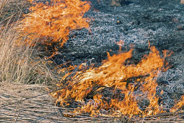 Dry grass burns in the spring in a meadow in the countryside. fire destroys dry grass. Orange flames and billowing smoke. Danger and natural disaster. April 2020. Tula region, Russia