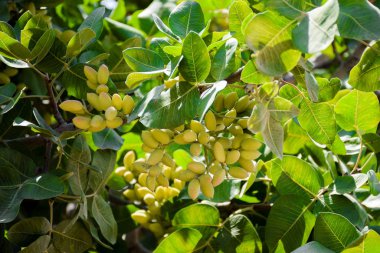 Yeşil Antep fıstığı kabukları bir sürü olacaksın kapatın 
