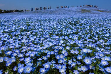 Nemophila (flower) field or carpet in full bloom at Hitachi seaside park clipart