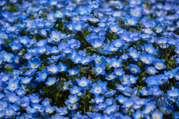 Close up nemophila in Ibaraki, Japón —  Fotos de Stock