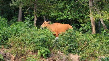 Banteng 'i kapat (Bos javanicus)