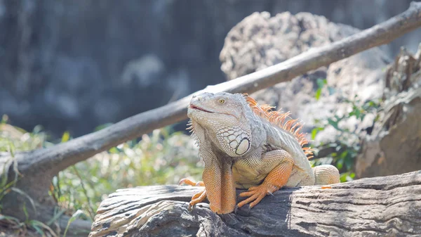 Iguana na drzewie — Zdjęcie stockowe