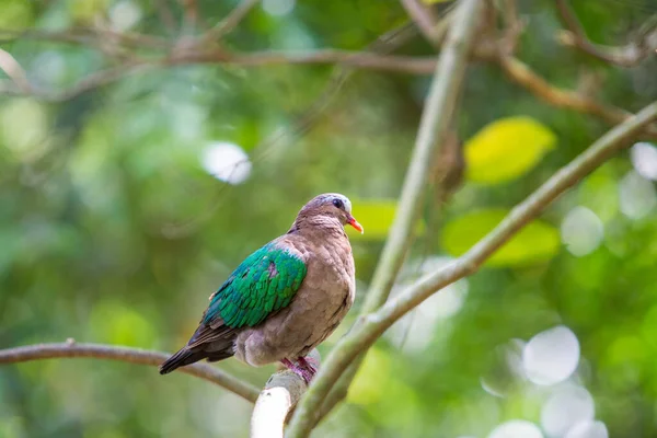 Smaragdtaube Vogel Auf Einem Baum — Stockfoto