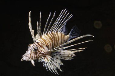 Bir akvaryum mükemmel balık