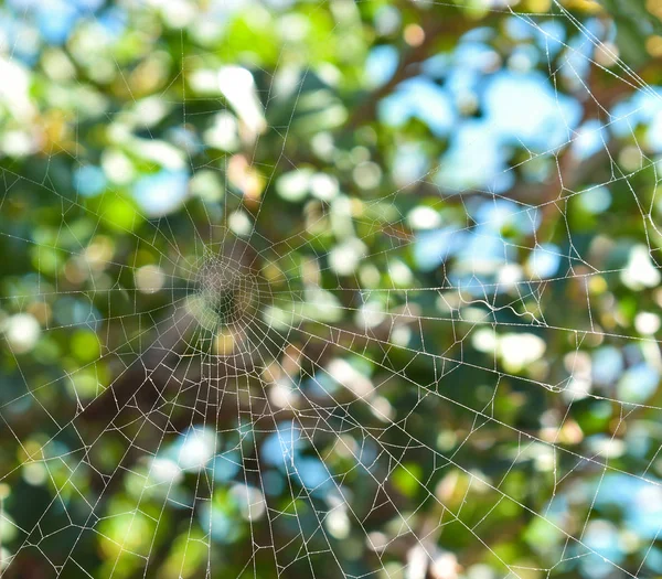 Spiderweb tło na drewno — Zdjęcie stockowe