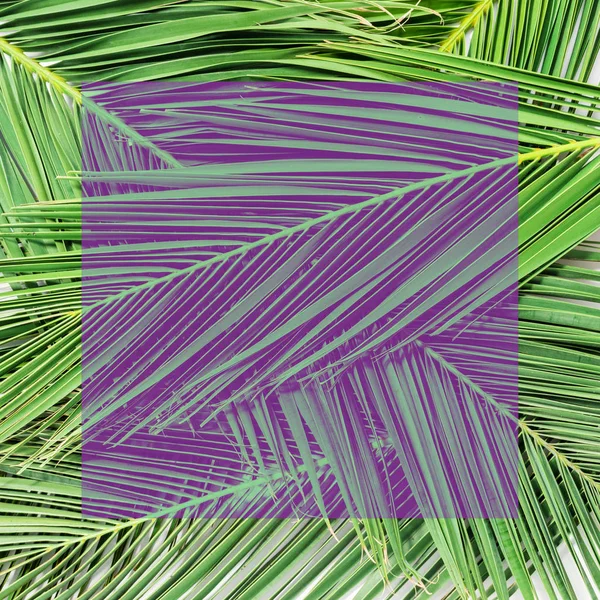 Tvůrčí povahy rozložení z tropické listy. Rozložení bytu. — Stock fotografie