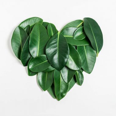 Yeşil yaprakları kalp şekli yapılır. Düz yatıyordu. 