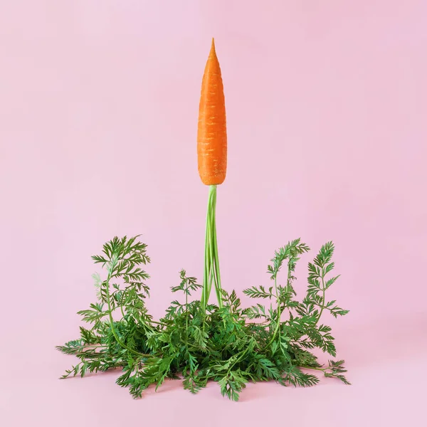 Морква запускається як ракета на рожевому фоні . — стокове фото