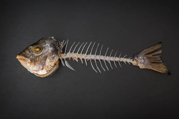 Skeleton of dorado fish on dark background. — Stock Photo, Image