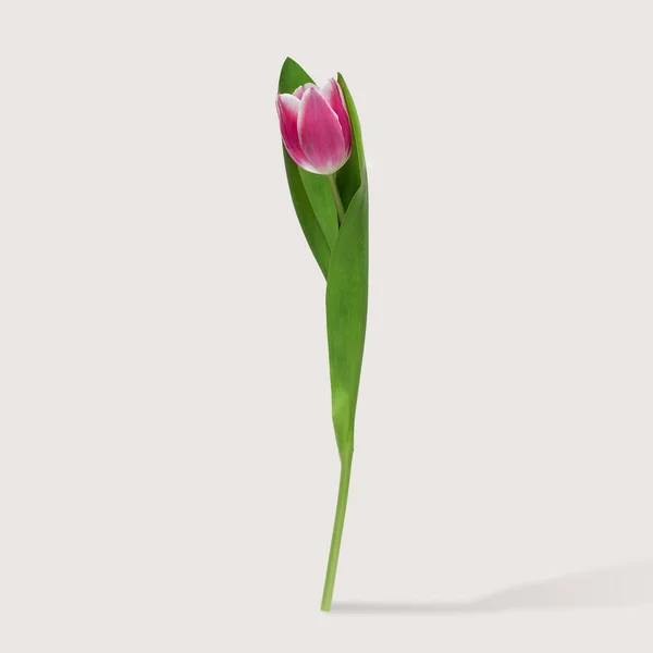 Fleur de tulipe sur fond blanc. Concept de nature minimale . — Photo